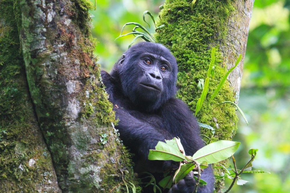 DIAMIR Erlebnisreisen - Uganda - Im grünen Herz Afrikas