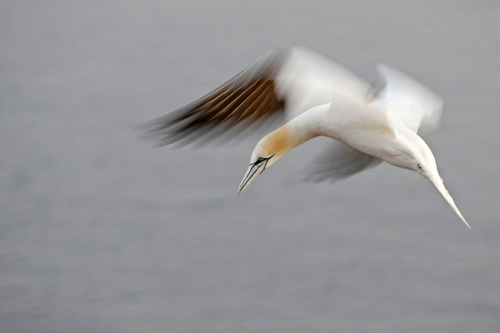 DIAMIR Erlebnisreisen - Deutschland - Tier- und Vogelfotografie auf Helgoland – Fotoreise mit Michael Lohmann