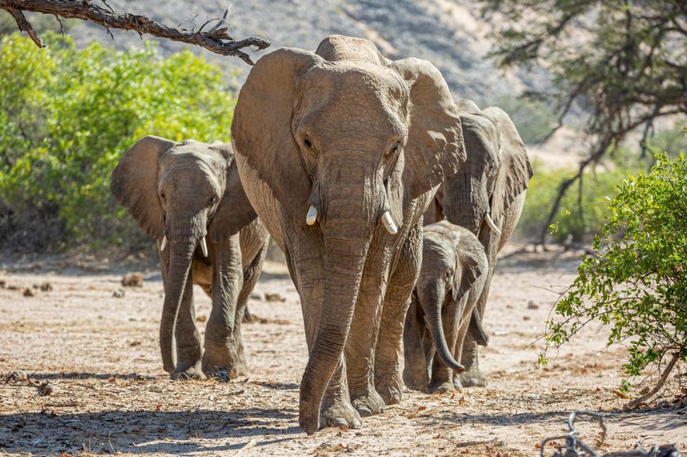 DIAMIR Erlebnisreisen - Sambia • Namibia - Wüste, Felsmalereien und Victoriafälle