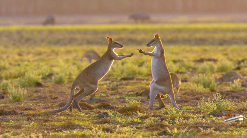 DIAMIR Erlebnisreisen - Australien - Frühstück mit Kängurus