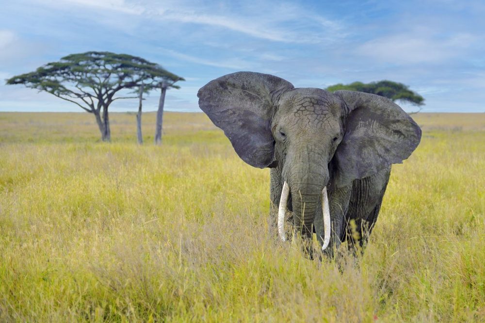 DIAMIR Erlebnisreisen - Tansania - Die große Migration, Massailand und Natron-See