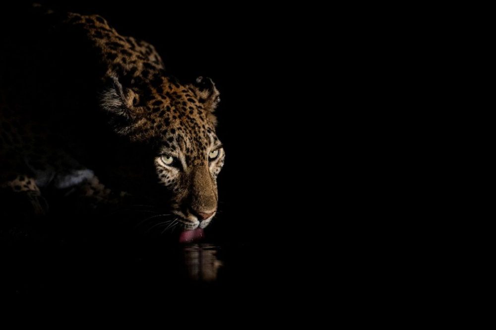 DIAMIR Erlebnisreisen - Südafrika - Tierfotografie auf Augenhöhe