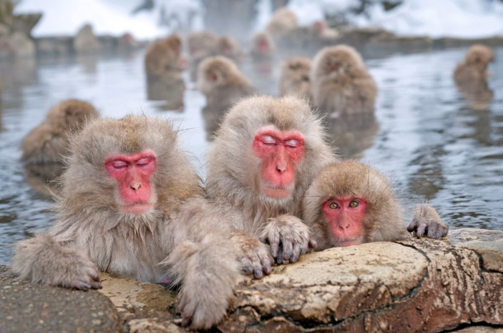 DIAMIR Erlebnisreisen - Japan - Schneeaffen, Kirschblüte und Nacktfestival