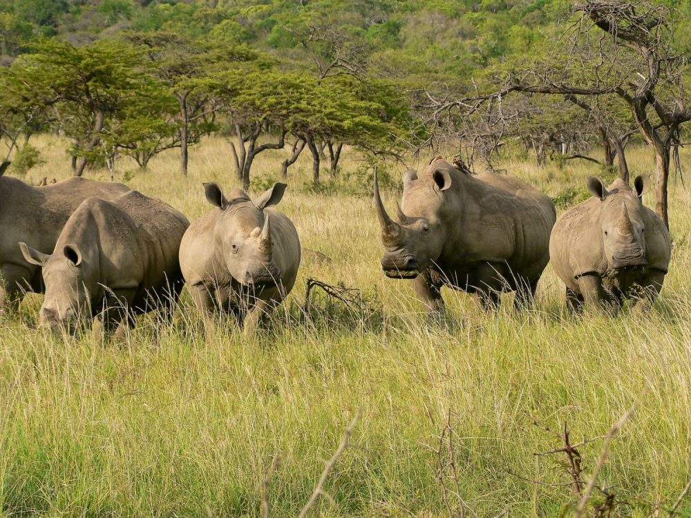 DIAMIR Erlebnisreisen - Südafrika • Mosambik - Tropische Strände und afrikanischer Busch