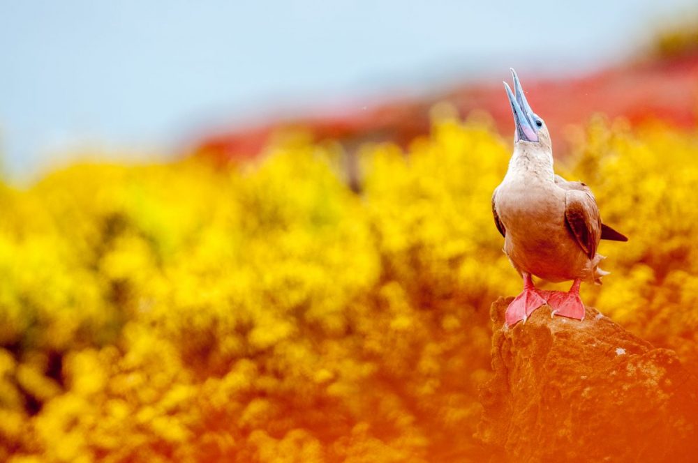 DIAMIR Erlebnisreisen - Peru • Ecuador | Galapagos - Höhepunkte zwischen Machu Picchu und Galapagos