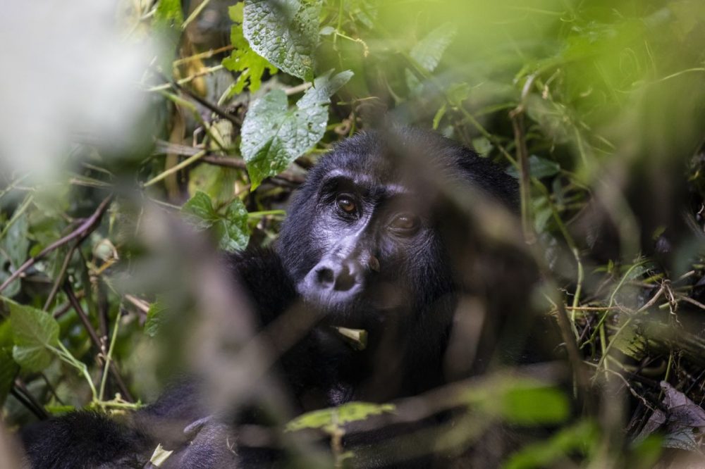 DIAMIR Erlebnisreisen - Uganda - Grüne Perle am afrikanischen Äquator
