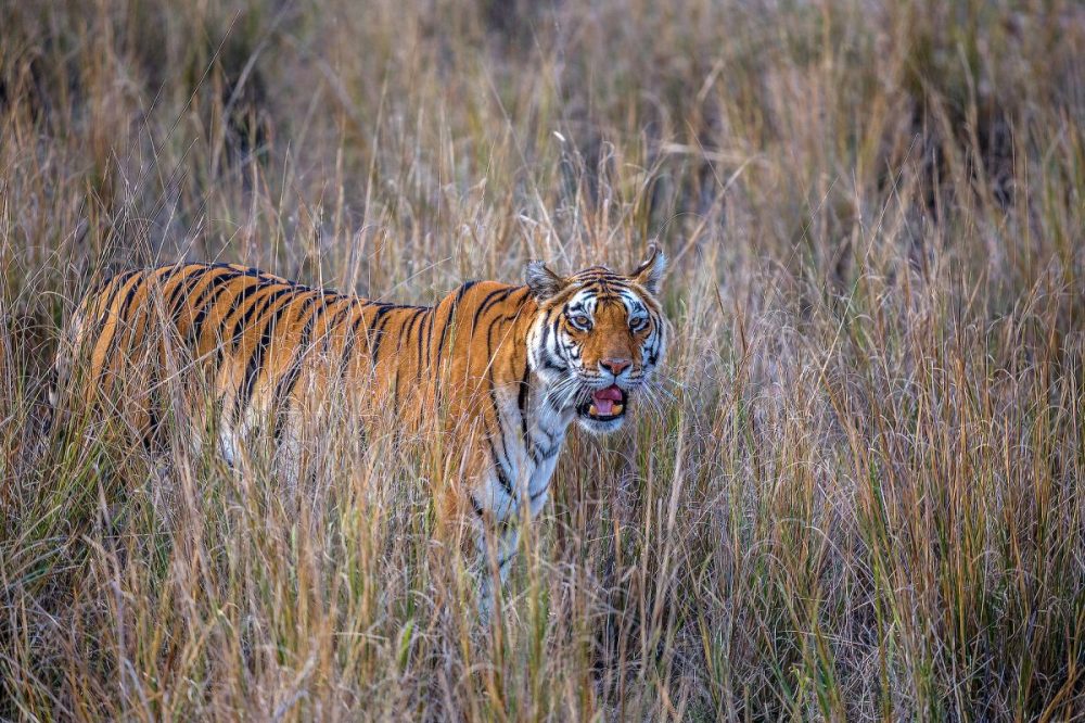 DIAMIR Erlebnisreisen - Nepal - Exklusive Erlebnisse auf  der Pirsch nach Tigern und Tempeln