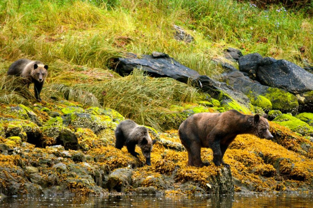 DIAMIR Erlebnisreisen - Kanada | British Columbia - Im Regenwald des Großen Bären