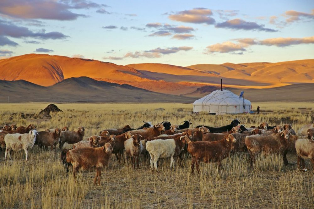 DIAMIR Erlebnisreisen - Mongolei - Von der Gobi in die Steppe