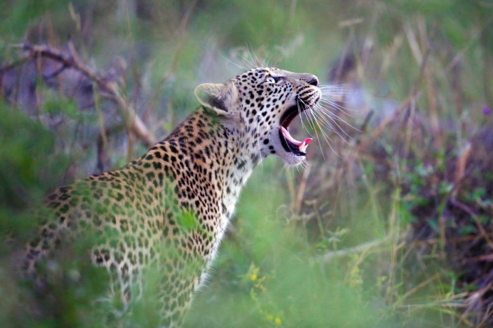 DIAMIR Erlebnisreisen - Botswana - Im Sucher: Löwe, Leopard und Wildhund