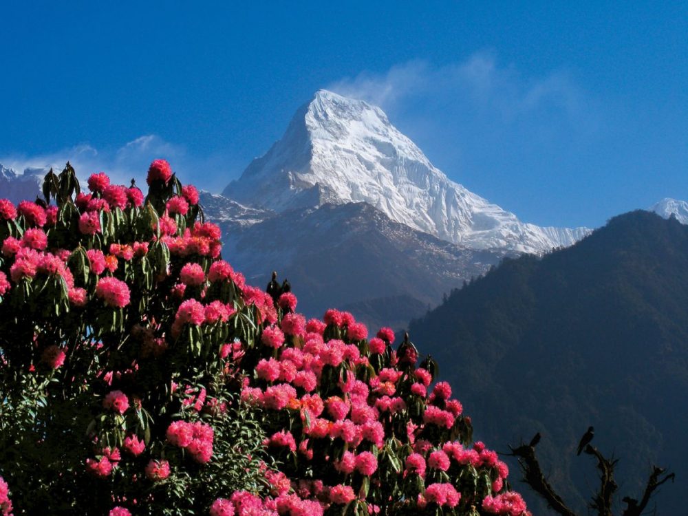 DIAMIR Erlebnisreisen - Nepal - Annapurna Trek – der Klassiker im Himalaya