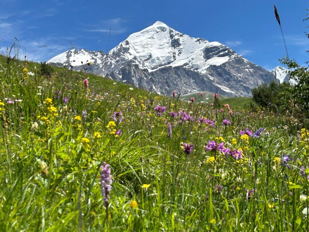 DIAMIR Erlebnisreisen - Georgien | Kaukasus - Swanetien – Wanderparadies im Südkaukasus