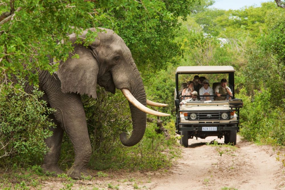 DIAMIR Erlebnisreisen - Südafrika • Eswatini - Die „Big Five“ zwischen Kruger NP und Kapstadt