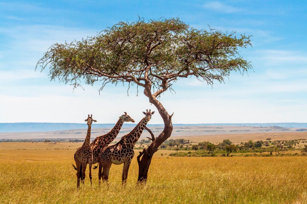 Berge & Meer - Safari, Strand & unvergessliche Erlebnisse
