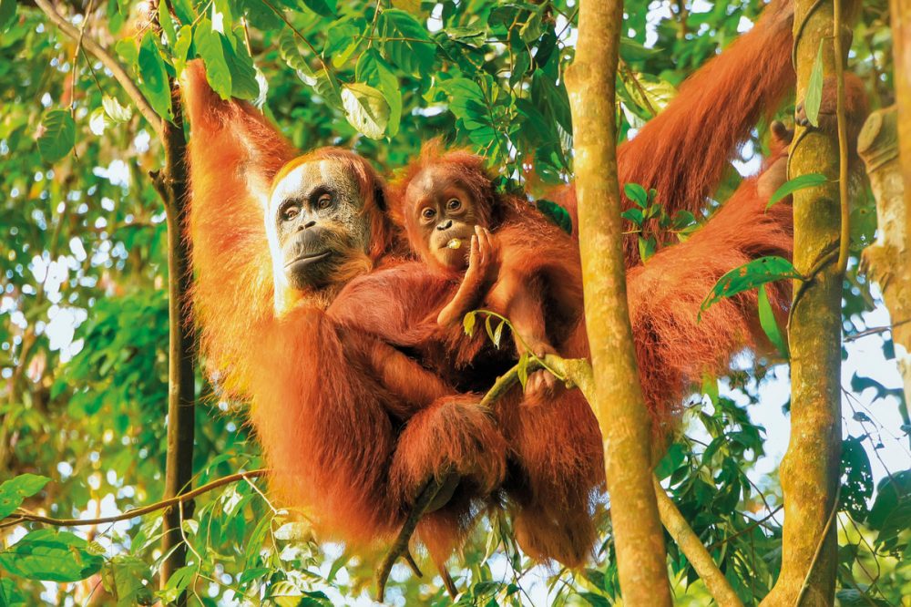 Dertour - Höhepunkte Indonesiens - Sumatra und Java entdecken (Gruppenreise)