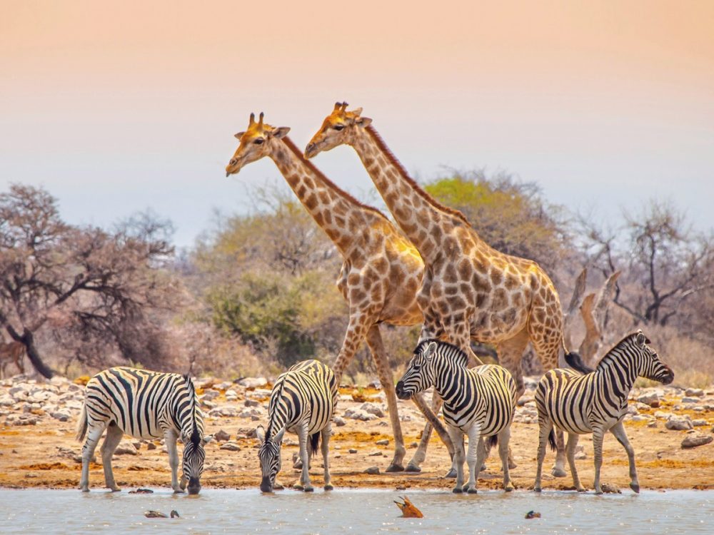 Dertour - Namibia für Einsteiger