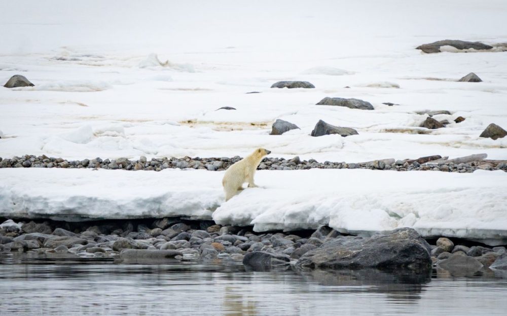 DIAMIR Erlebnisreisen - Spitzbergen - Fotoreise ins Eisbärland