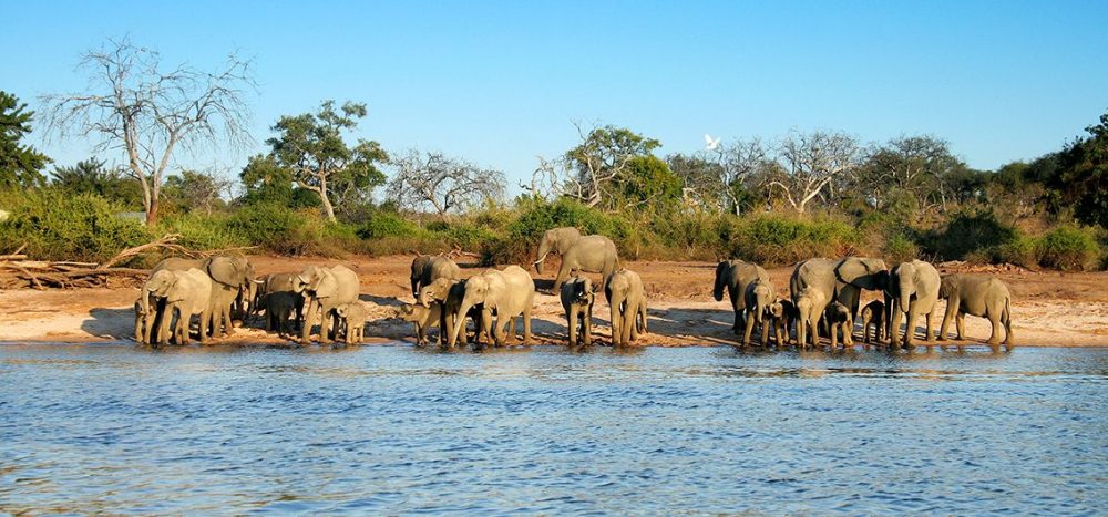 Lernidee Erlebnisreisen - Vorprogramm: Chobe-Nationalpark (2026) Vorreise f&uuml;r die Sonderzugreise African Explorer - Von den Viktoriaf&auml;llen bis zum Indischen Ozean