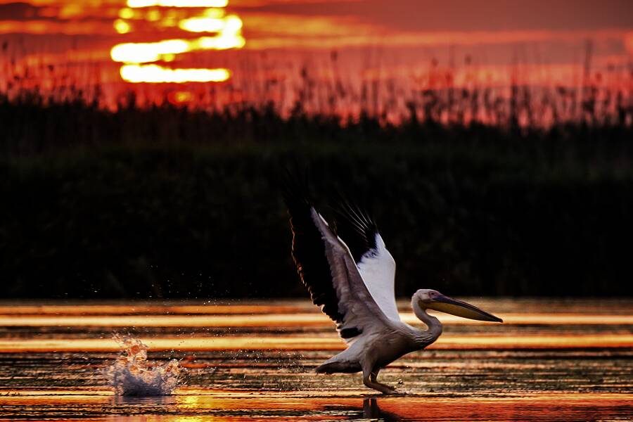 Studiosus - Rumänien – Donaudelta - zwischen Karpaten und Schwarzem Meer