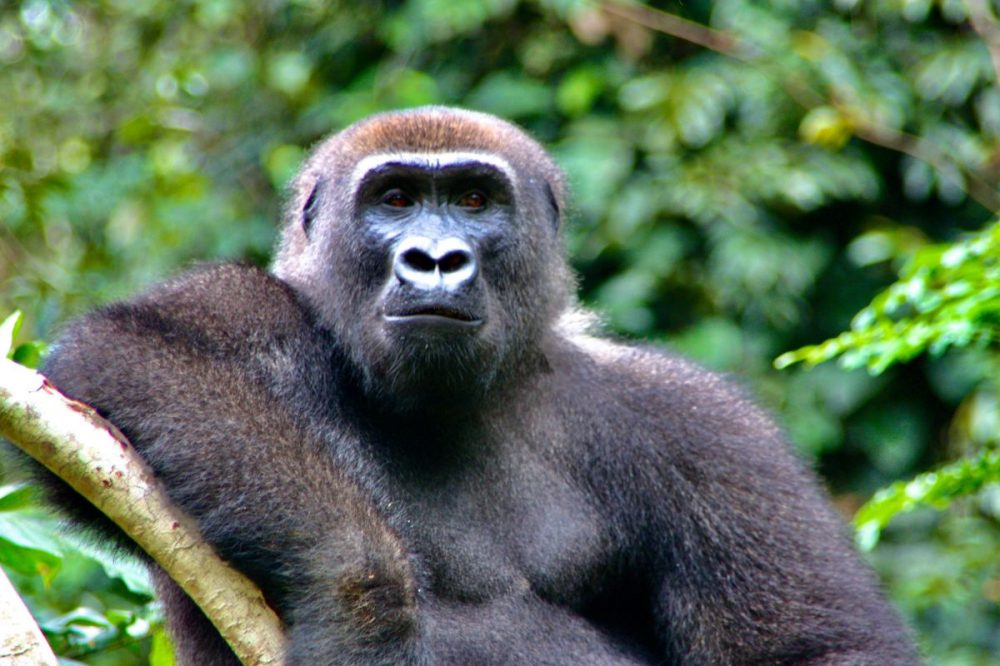 DIAMIR Erlebnisreisen - Gabun - Tierparadies zwischen Dschungel und Meer