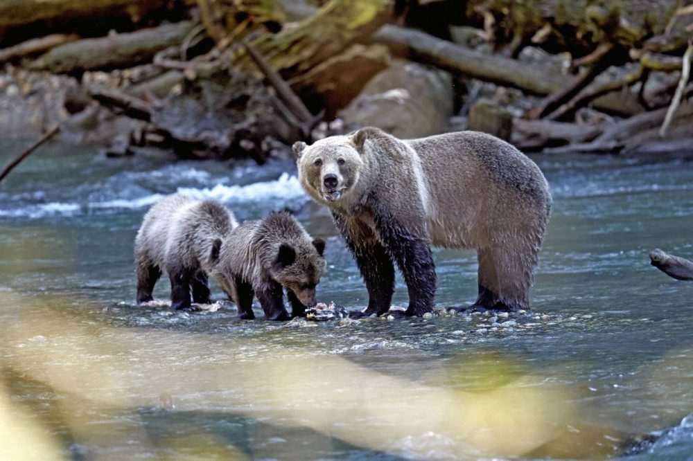 DIAMIR Erlebnisreisen - Kanada | Alberta &bull; British Columbia - Best of Westkanada &ndash; Zu Gast im Land der B&auml;ren