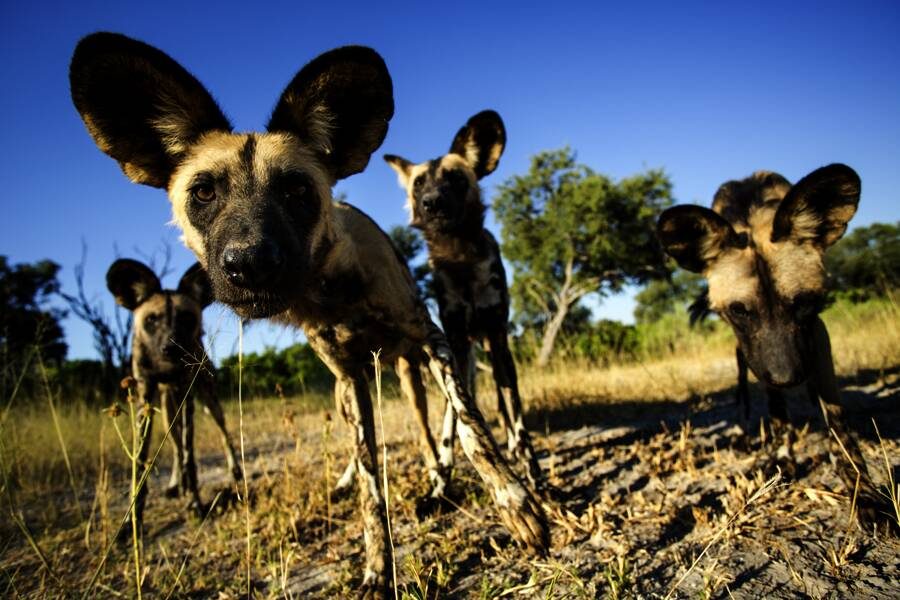 Marco Polo Reisen - Sambia - Ungeb&auml;ndigtes Afrika