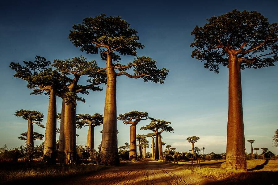 Marco Polo Reisen - Madagaskar - Mystisches Inselparadies