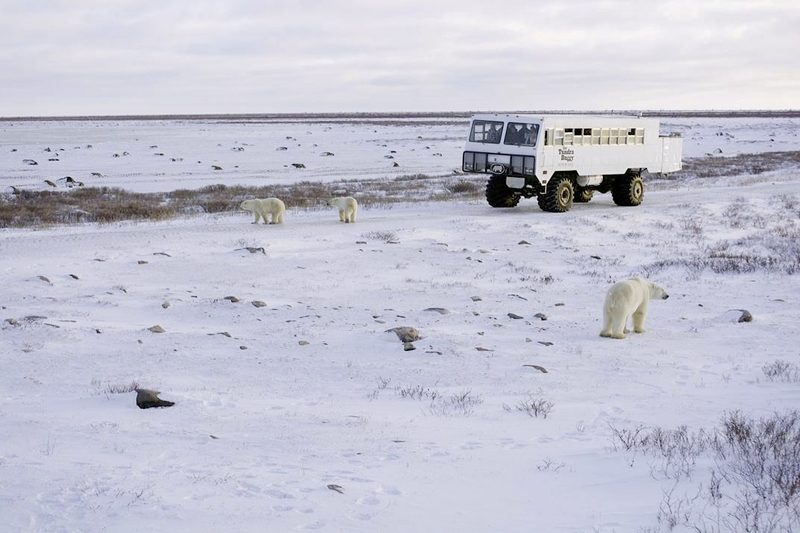 Meiers Weltreisen - Auf den Spuren der Eisb&auml;ren (5 N&auml;chte)