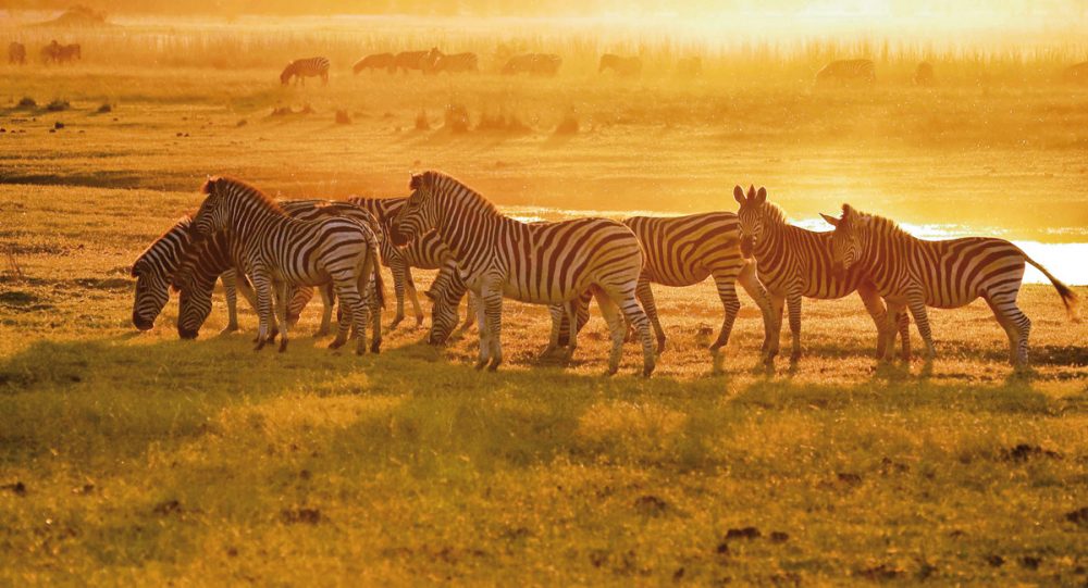 Meiers Weltreisen - Botswana Pur