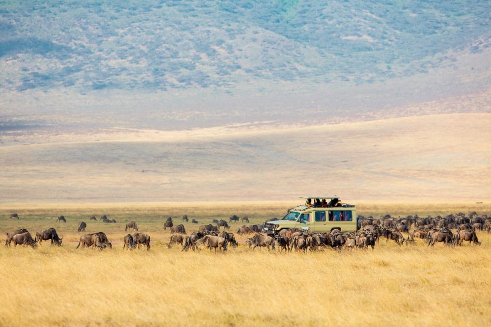 Meiers Weltreisen - Kenia & Tansania - der Rhythmus der Wildnis