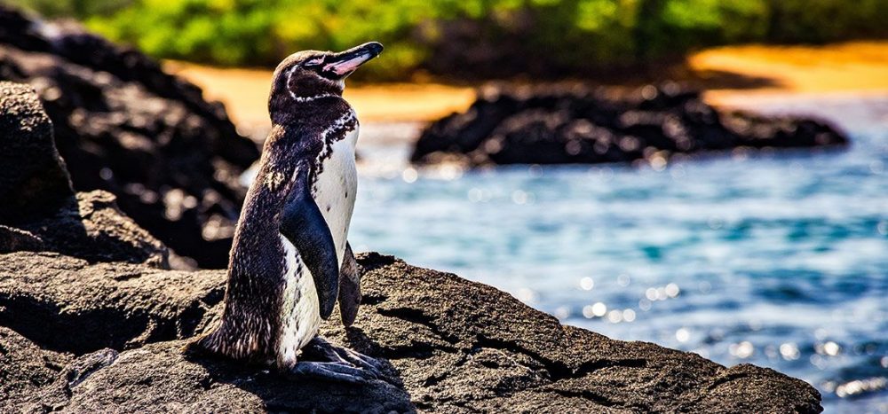 Lernidee Erlebnisreisen - Exklusiv-Charter: Naturparadies Gal&aacute;pagos-Inseln Best of Gal&aacute;pagos mit der Isabela II
