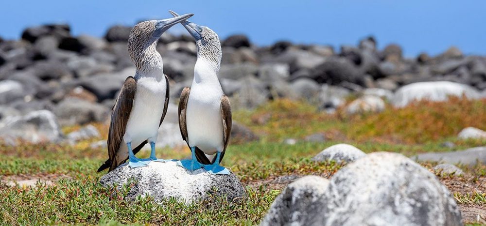 Lernidee Erlebnisreisen - Naturparadies Gal&aacute;pagos-Inseln Eine exklusive Kreuzfahrt auf den Spuren von Charles Darwin (2026/2027/2028)