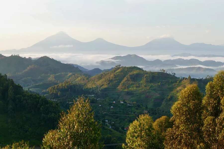 Hauser exkursionen - Uganda, Ruanda - Gorilla-Tracking und Ruwenzori-Gebirge
