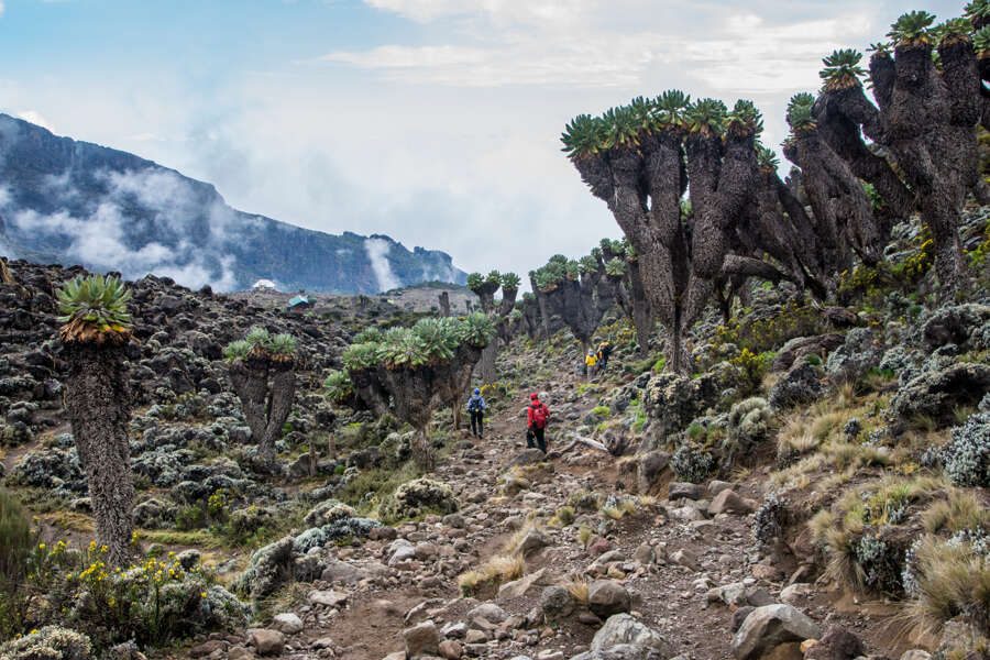 Hauser exkursionen - Kilimanjaro - Machame-Route (Wunschtermin)