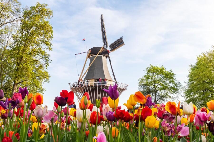 Studiosus - Niederlande - Tulpenbl&uuml;te in Holland