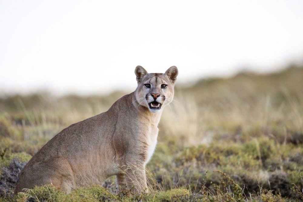 DIAMIR Erlebnisreisen - Chile &bull; Brasilien - Im Angesicht der wilden Katzen: Puma und Jaguar