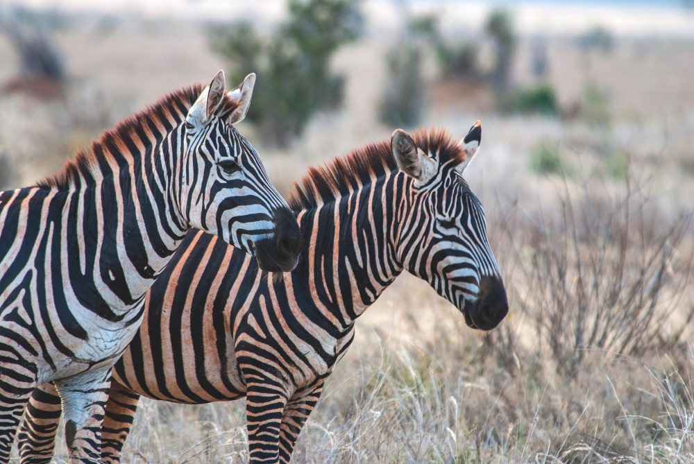 Berge & Meer - Abenteuer in der Wildnis, Entspannung am wei&szlig;en Strand