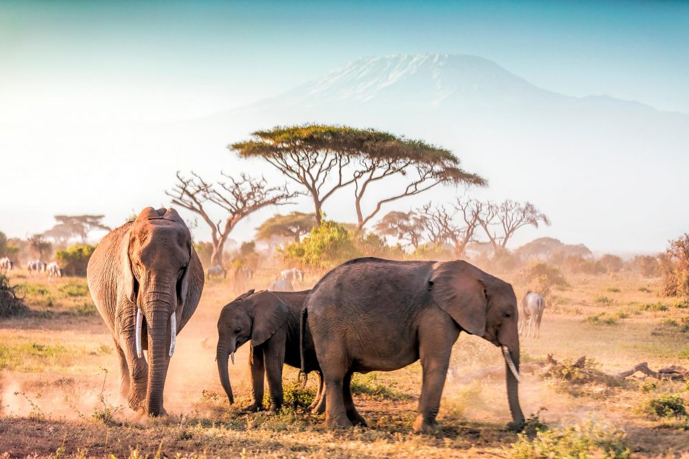 Berge & Meer - Rundreisen Tansania & Kenia: L&ouml;wen, Savannen und Ozeantr&auml;ume