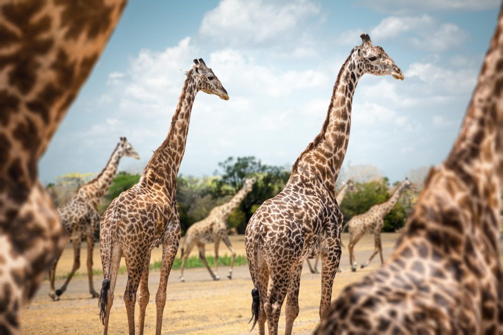 Berge & Meer - Rundreisen Tansania & Sansibar: Afrikas Magie stilvoll erleben