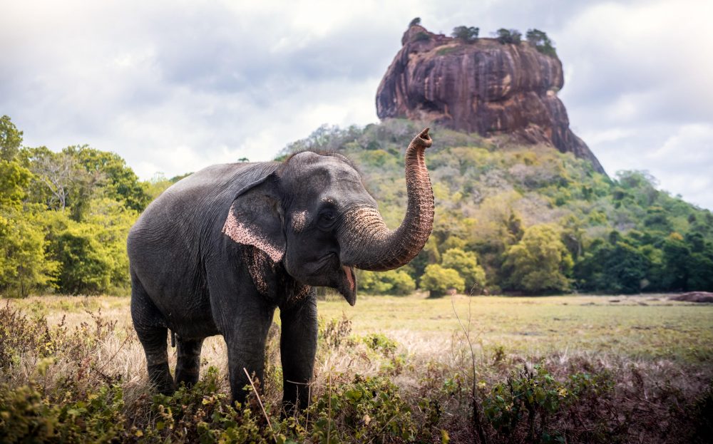 Berge & Meer - Rundreisen Sri Lanka: UNESCO-St&auml;tten, Safari & L&ouml;wenfelsen