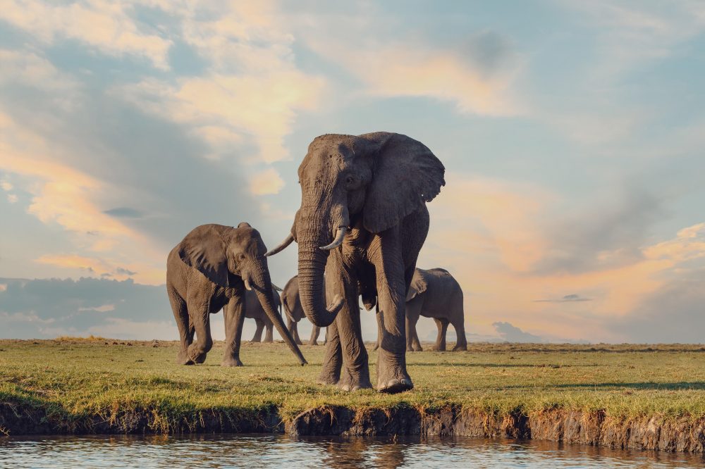 Berge & Meer - Rundreisen Botswana & Simbabwe: Flug-Safari vom Okavango zu den Viktoriaf&auml;llen