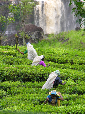 Gebeco - Sri Lanka aktiv