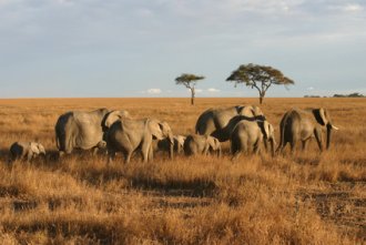 Wikinger Reisen - Tansania: Safaris & Traumstrnde zwischen Serengeti & Sansibar
