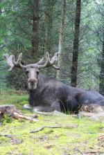 Wikinger Reisen - Gott nytt år in Småland!