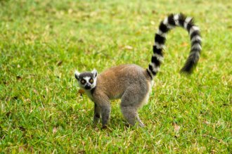 Wikinger Reisen - Auf den Spuren der Lemuren