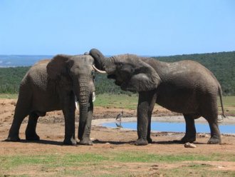 Marco Polo Reisen - Südafrika - Vom Krügerpark ans Kap - Sonderreise