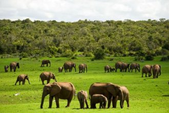 Gebeco - Südafrika  Vom Krügerpark bis zur Gartenroute