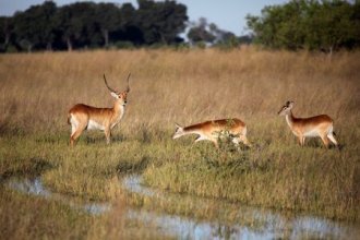 Hauser exkursionen - Botswana, Simbabwe - Länder der Giganten