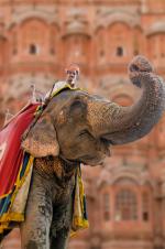 Marco Polo Young Line Travel - Indien - Maharadschamärchen & Tigerpirsch