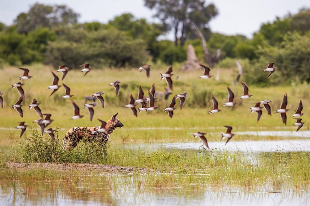 Gebeco - Botswana und Simbabwe - Donnernder Rauch und Okavango-Delta